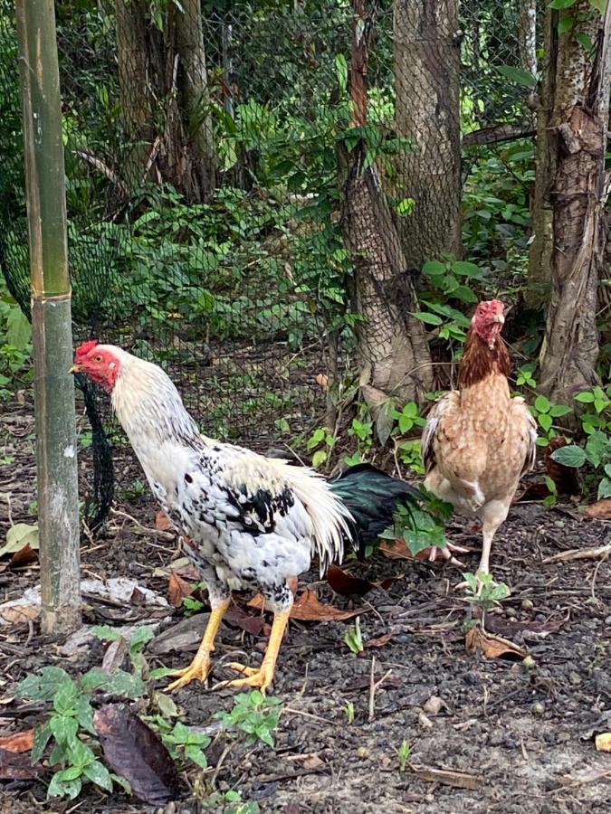 Kebun Lisdtari Farmstay Air Hangat Dış mekan fotoğraf